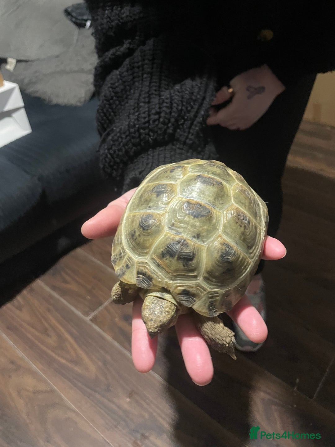 Tortoise reptiles for sale: Horsefield tortoise’s  - Advert 5