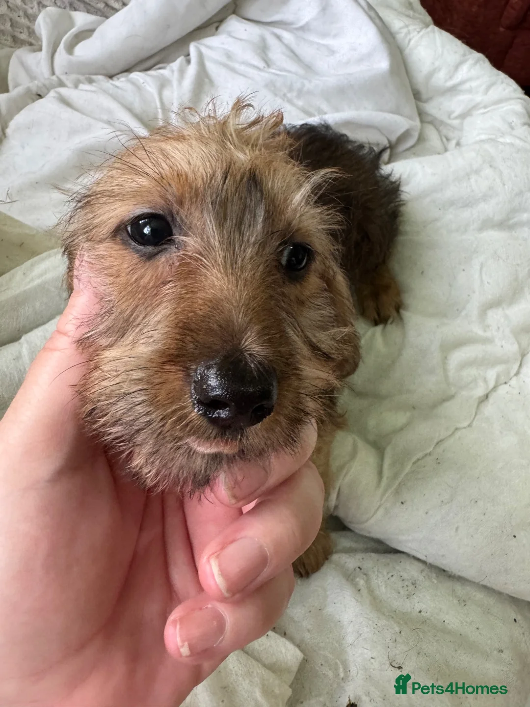 Mixed Breed dogs for sale: 3/4 dauschund 1/4 yorkie pups  - Advert 2