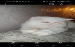 British Shorthair cats for sale: Gorgeous blue britishshorthair/persian - Image 7