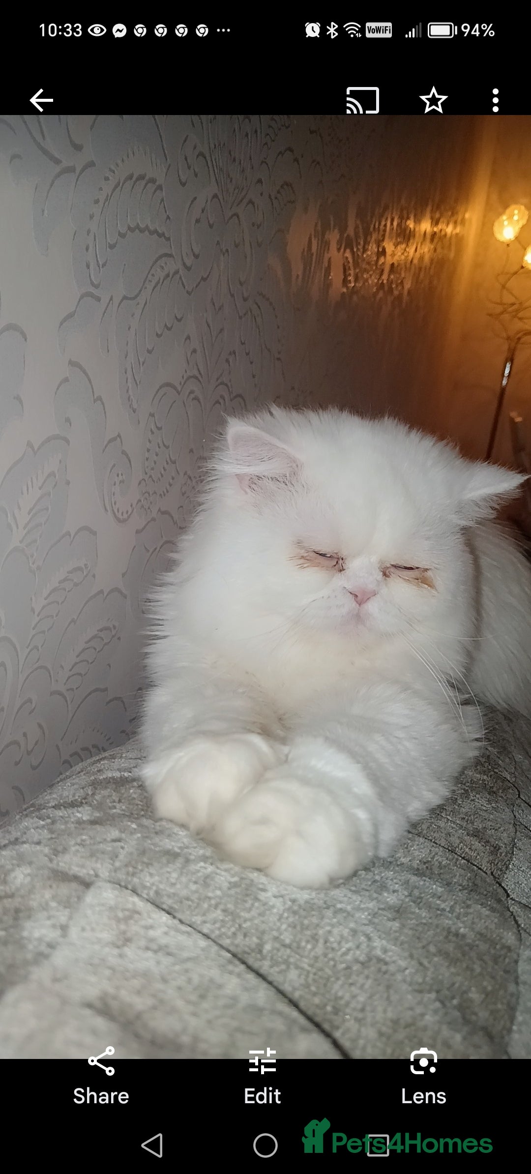 British Shorthair cats for sale: Gorgeous blue britishshorthair/persian - Image 7
