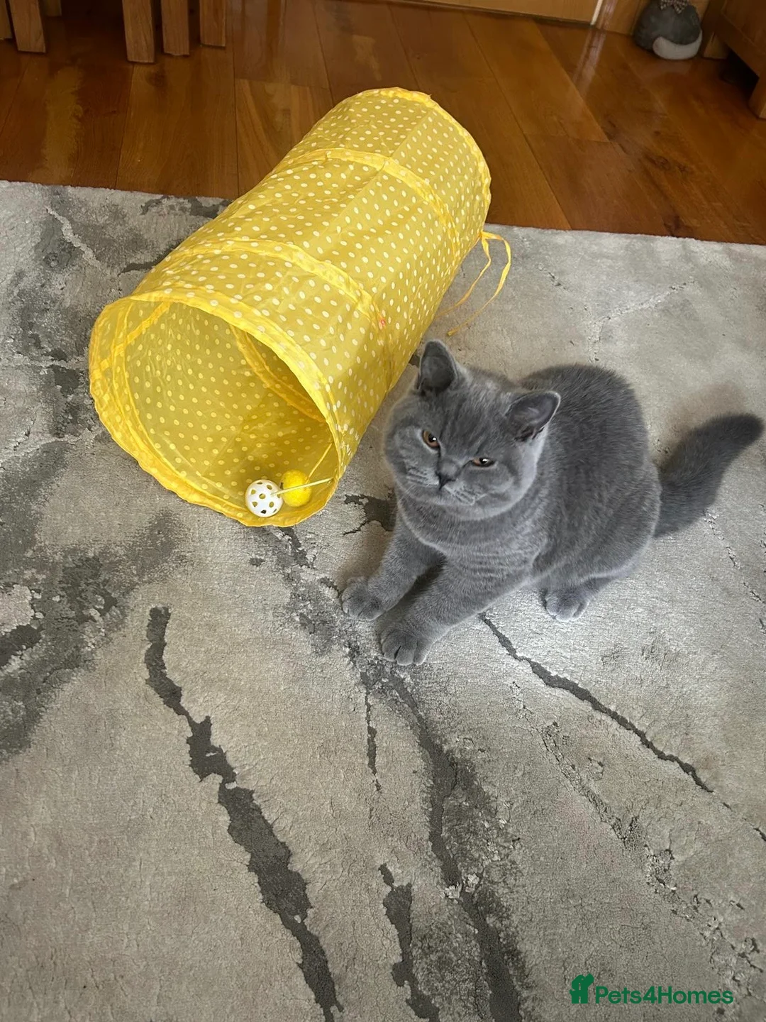 British Shorthair cats for sale: 🏆Exceptional pedigree GCCF BSH blue boy💙 - Advert 8