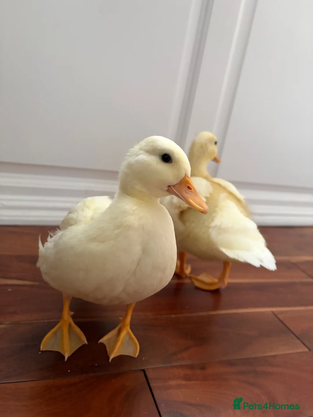 Ducks poultry for sale: Call ducklings  - Advert 2