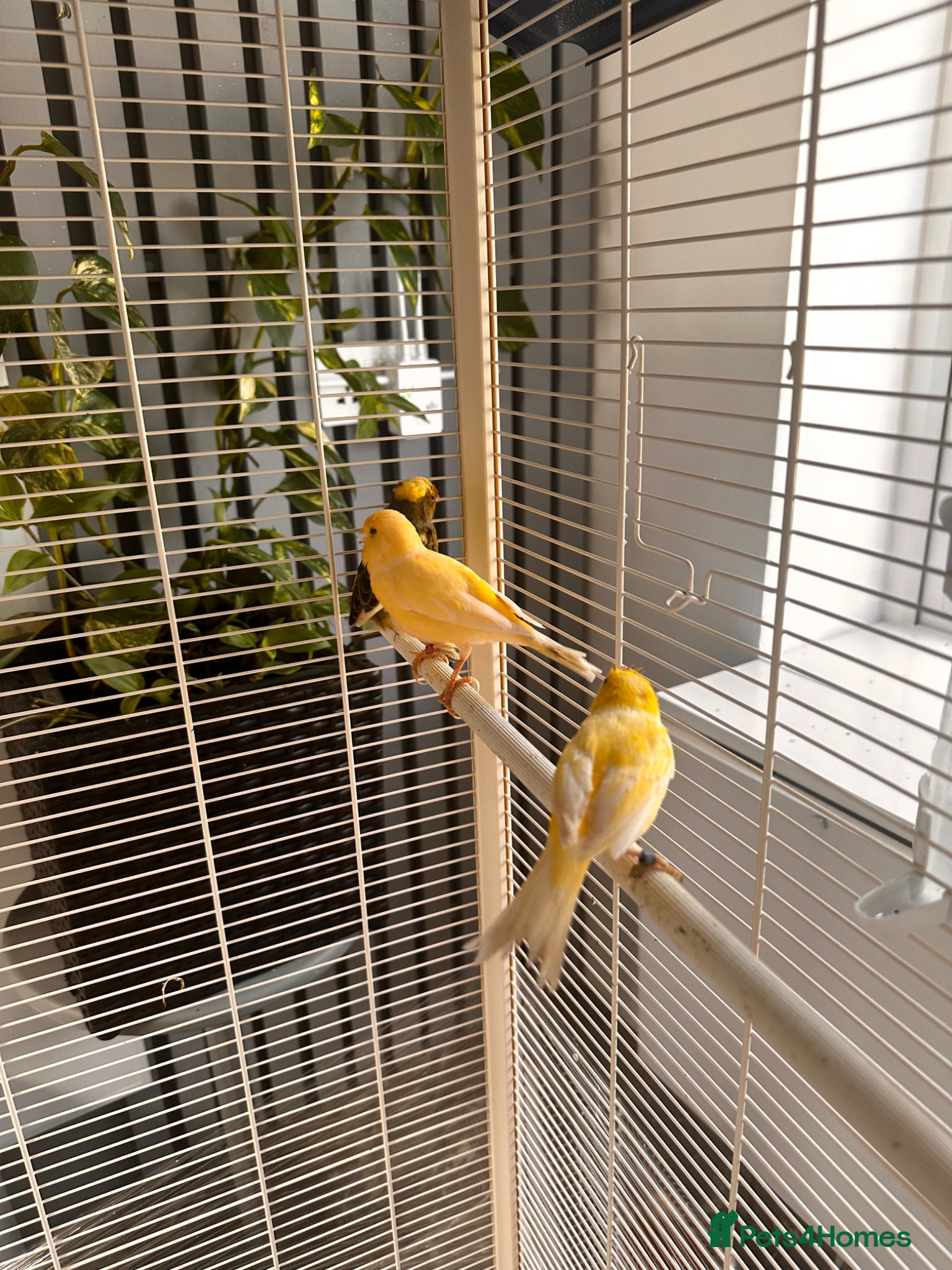 Canaries birds 3 beautiful canaries  - Advert 1