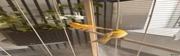 Canaries birds for sale: 3 beautiful canaries  in Margate - Advert 1