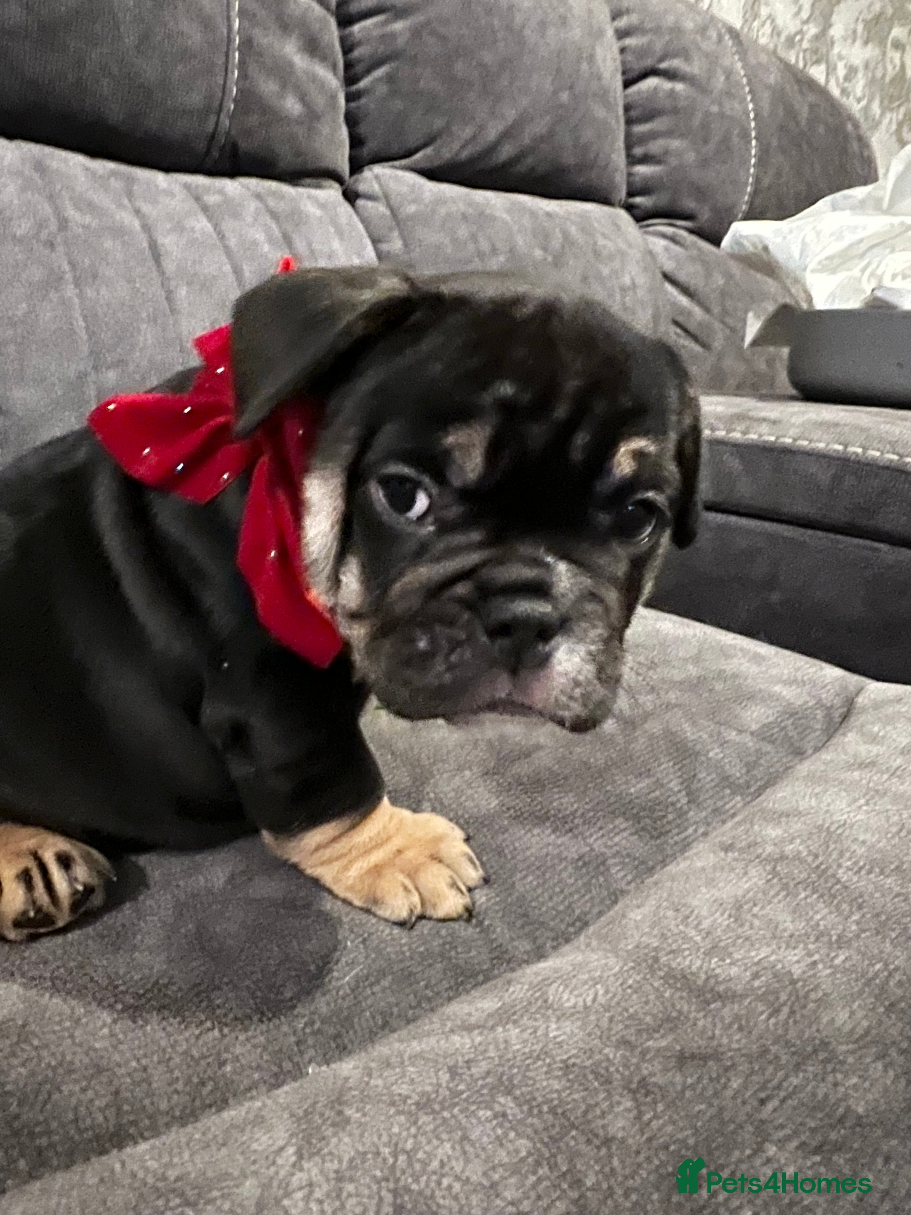 Mixed Breed dogs 3/4 English bulldog x 1/4 French bulldog - Advert 1