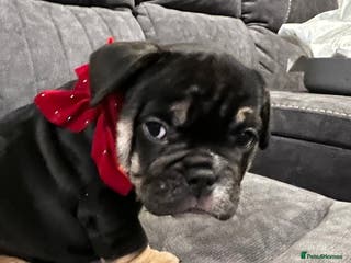 Mixed Breed dogs 3/4 English bulldog x 1/4 French bulldog - Advert 1