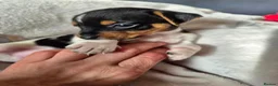 Jack Russell dogs for sale: 1 boy Jack russell pup for sale - Advert 4