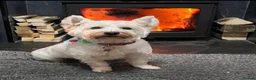 West Highland Terrier dogs for sale: West highland puppies for sale - Advert 3