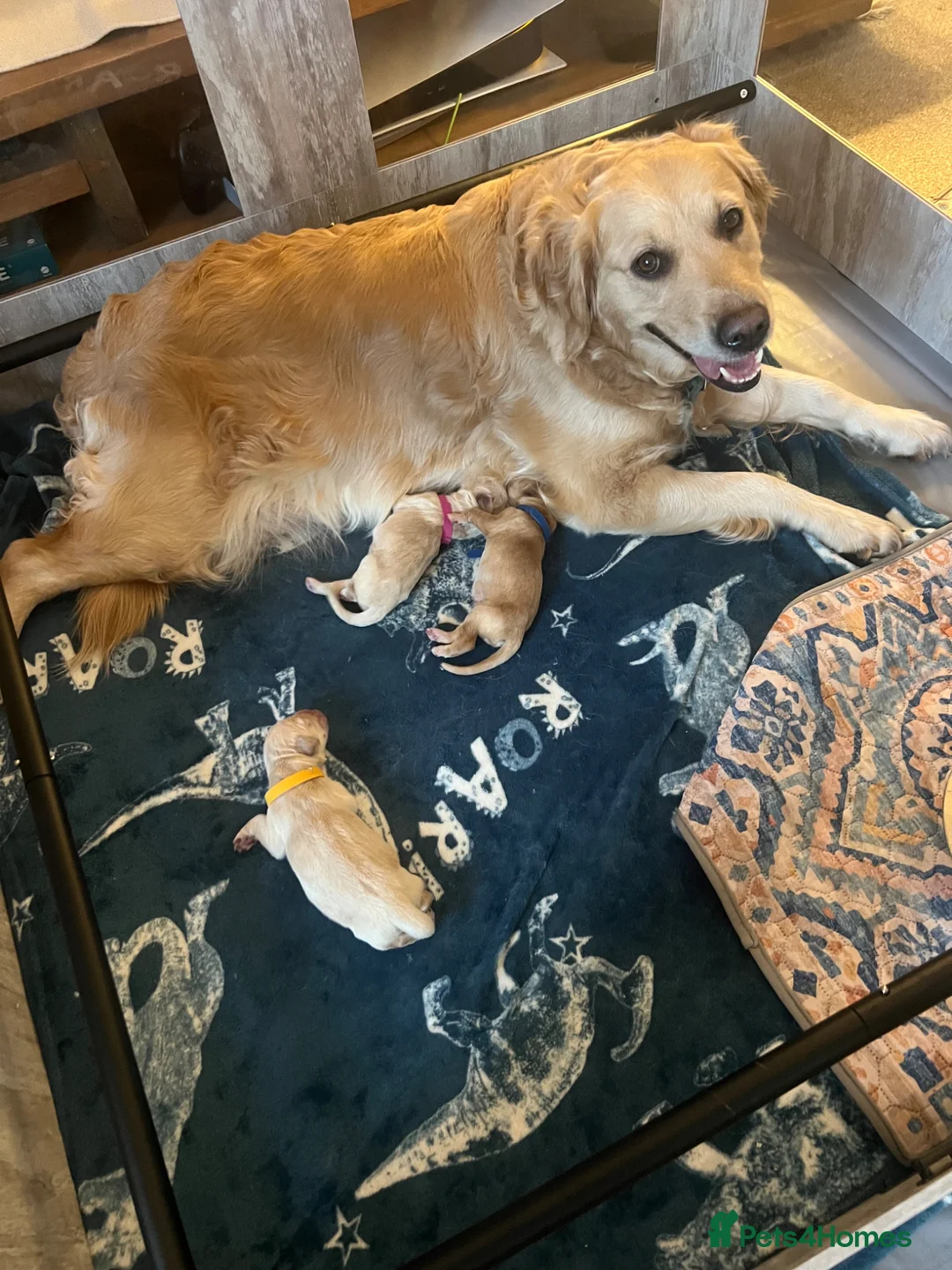 Golden Retriever dogs for sale: Golden Retriever Puppies – Health Tested - Advert 1