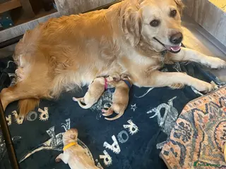 Golden Retriever dogs Golden Retriever Puppies – Health Tested - Advert 1