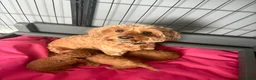 Cockapoo dogs for sale: Extensively health tested F1b cockapoos - Advert 17