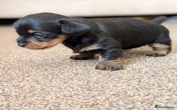 Mixed Breed dogs for sale: Pomchi x Dachshund 3 females  - Advert 5