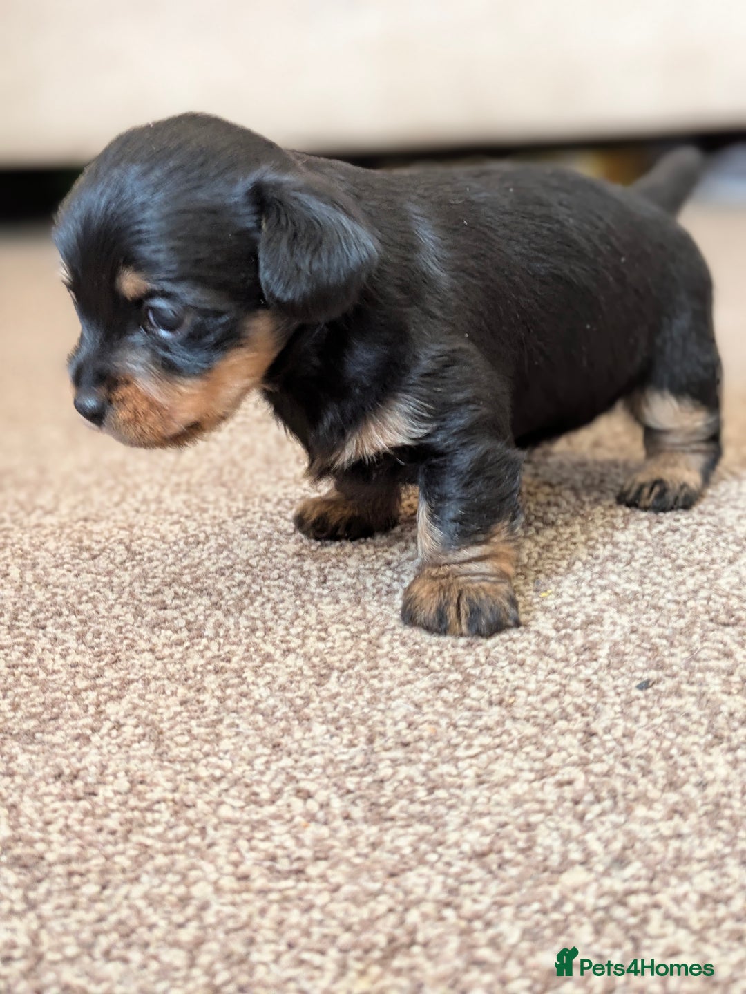 Mixed Breed dogs for sale: Pomchi x Dachshund 3 females  - Advert 5