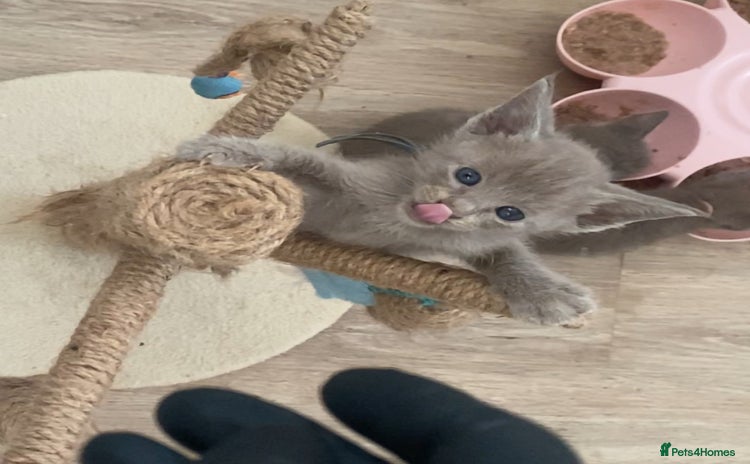 Mixed Breed cats for sale - Advert 3
