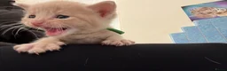 Mixed Breed cats for sale: Five beautiful kittens  - Advert 6
