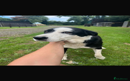 Border Collie dogs for sale: Border Collie - Image 26