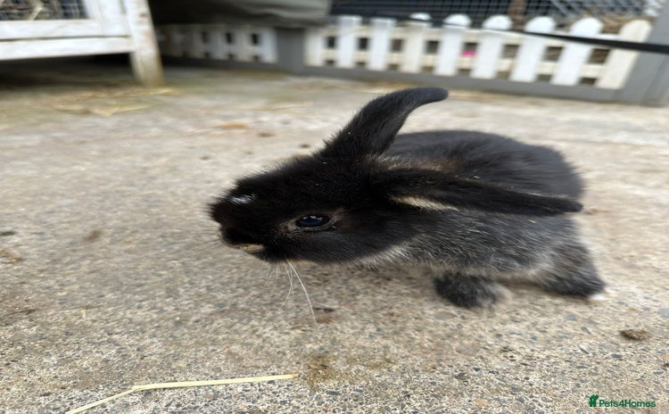 Mini Lop rabbits - Advert 1