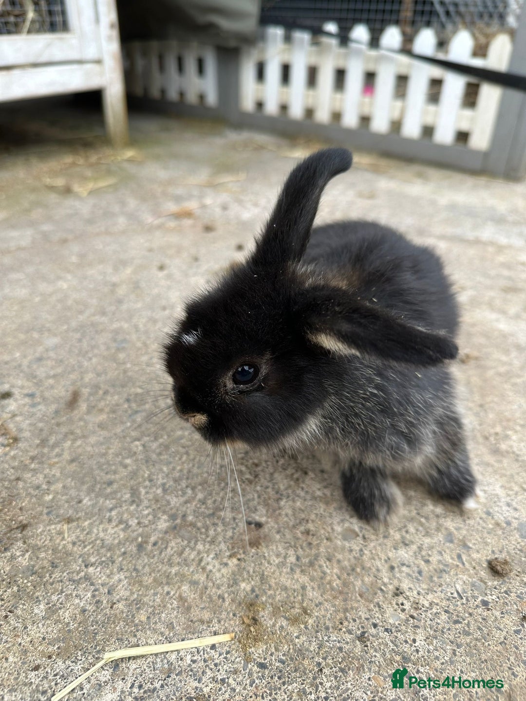 Mini Lop rabbits for sale: Pedigree mini Lops - Image 1