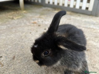 Mini Lop rabbits - Advert 18