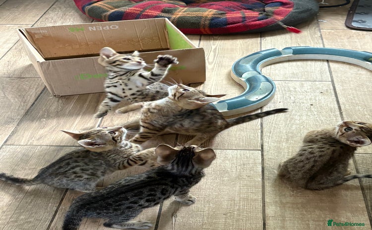 Bengal cats - Advert 3