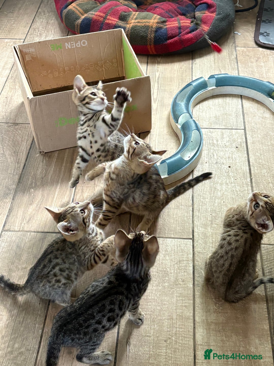 Bengal cats for sale: Bengal cubs for sale  - Image 1