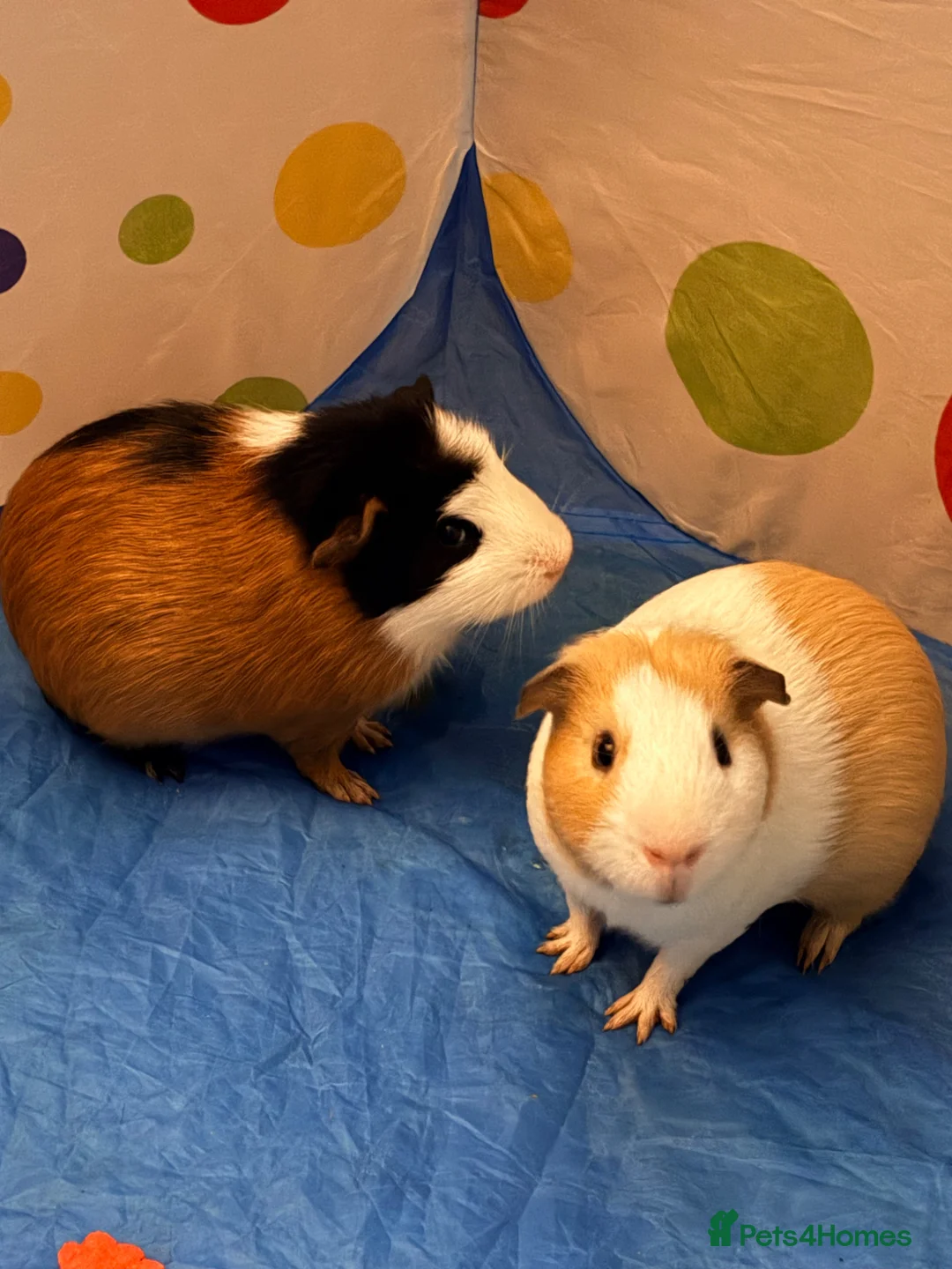 Guinea Pig rodents for sale: Two cute bonded male guinea pigs & complete set up in Canterbury - Advert 1