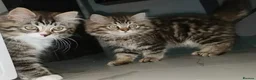 Ragdoll cats for sale: Ragdoll mixed with a chinchilla-Persian in Bournemouth - Advert 8