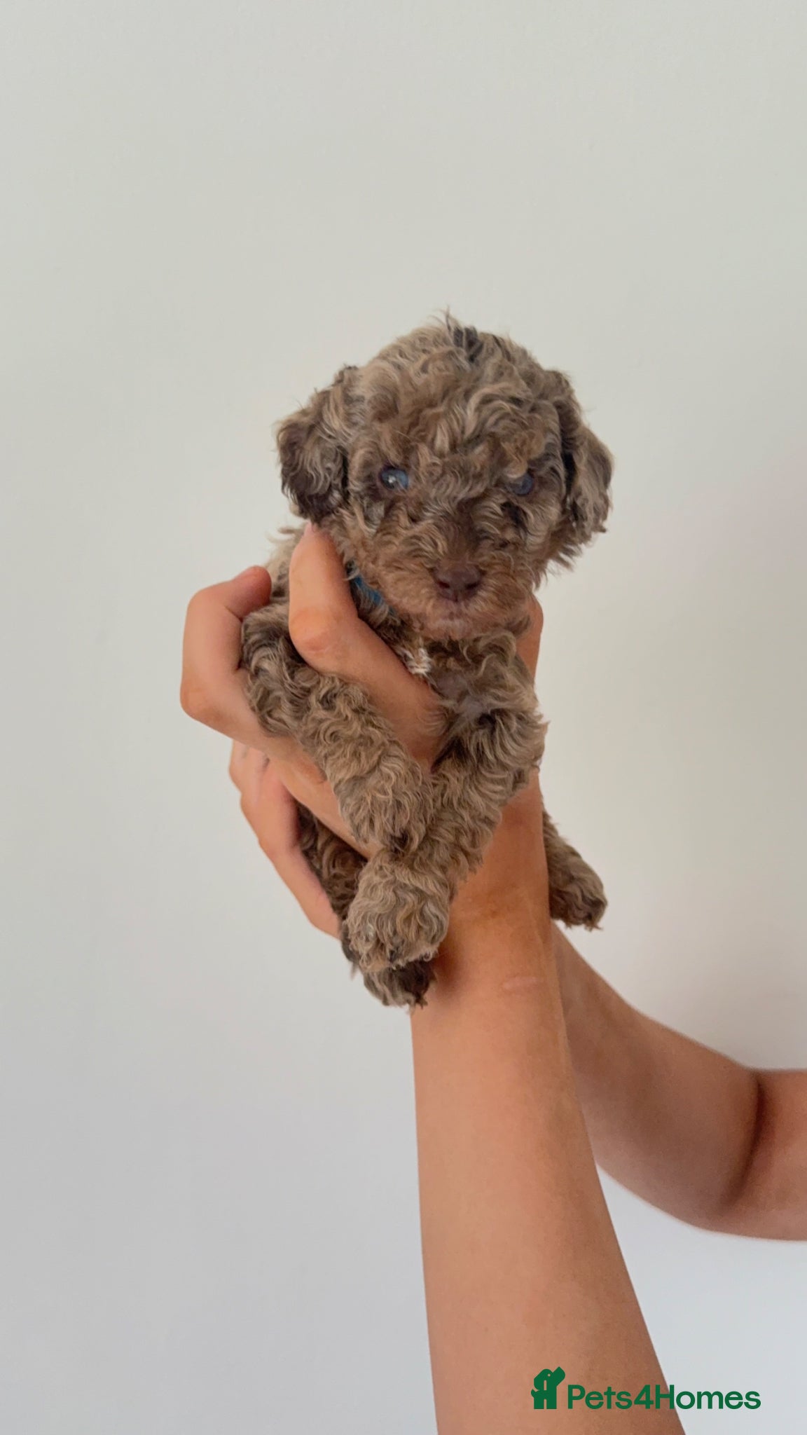 Cockapoo dogs Beautiful Cockapoos Merle/Chocolate - Advert 1