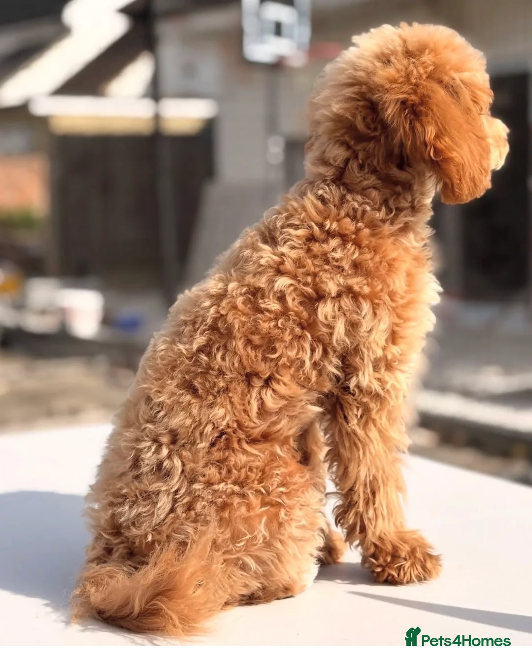 Toy Poodle dogs for sale: Teddy  in Wembley - Advert 6