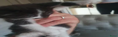 Mixed Breed 3
