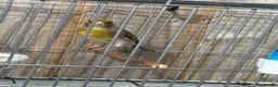 Mixed Breed birds for sale: Mules goldfinches  - Advert 2