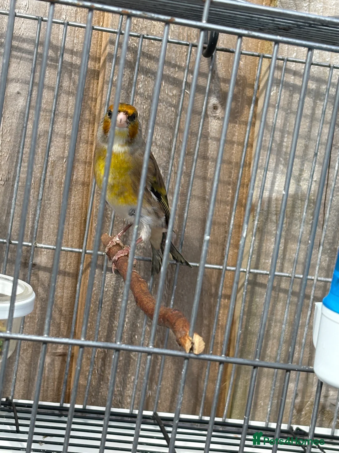 Mixed Breed birds for sale: Mules goldfinches  - Advert 2