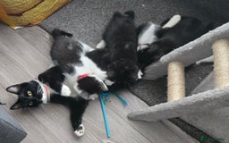 Domestic Shorthair cats for sale: Kittens ready to go - Image 11