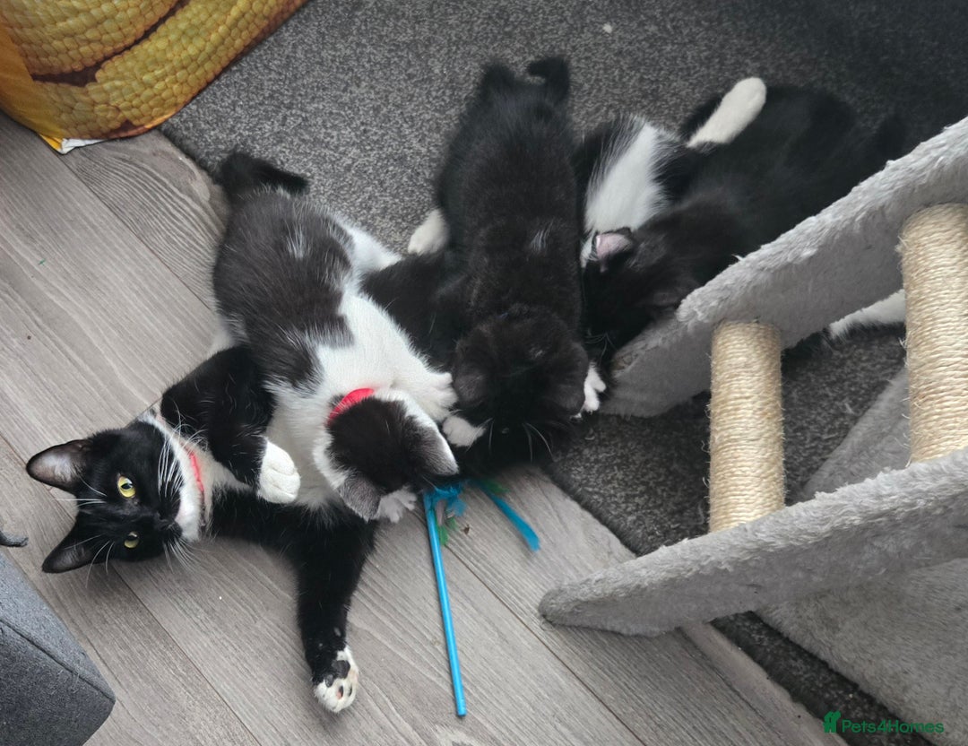 Domestic Shorthair cats for sale: Kittens ready to go - Image 11