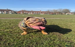 English Bulldog dogs for sale: Female 3 years old  - Image 5