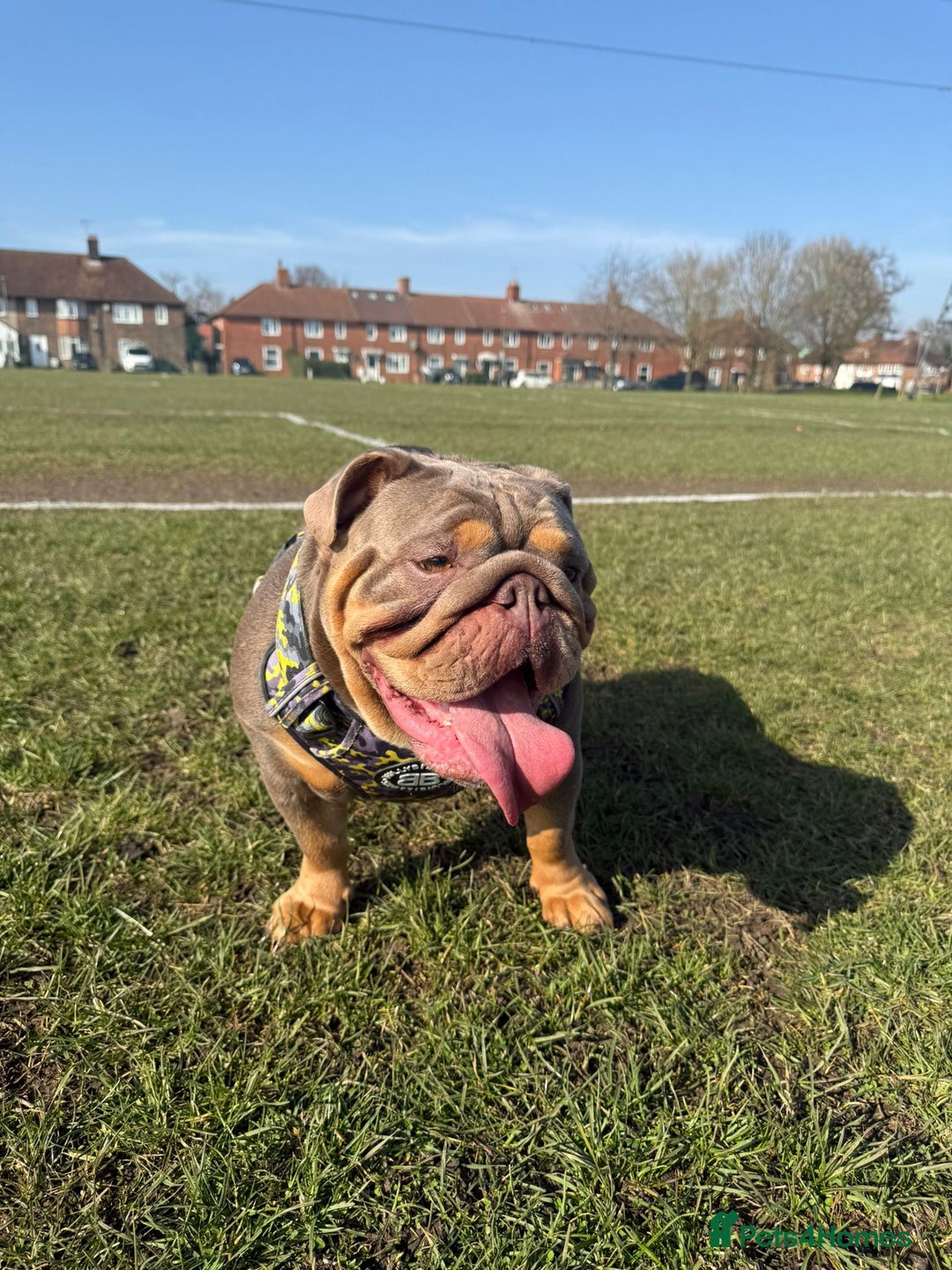 English Bulldog dogs for sale: Female 3 years old  - Image 5