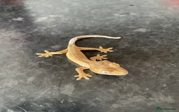 Gecko reptiles for sale: Crested Geckos available  - Image 4