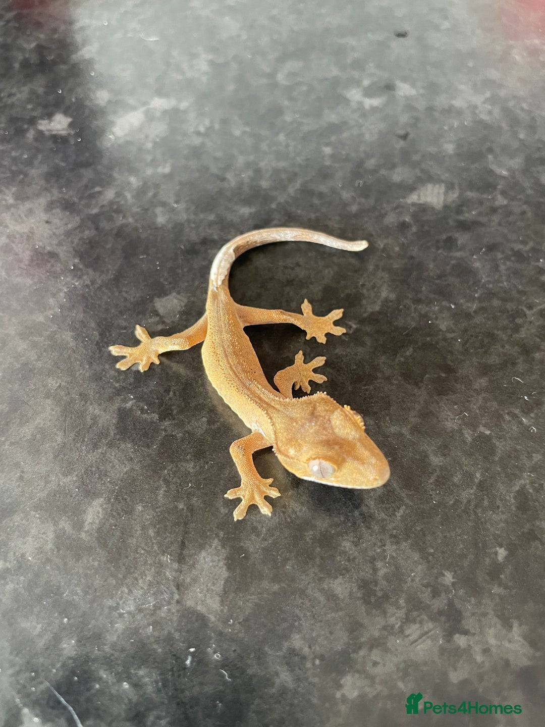 Gecko reptiles for sale: Crested Geckos available  - Image 4