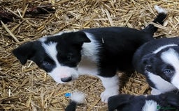 Border Collie dogs for sale: collie pups for working homes - Advert 11