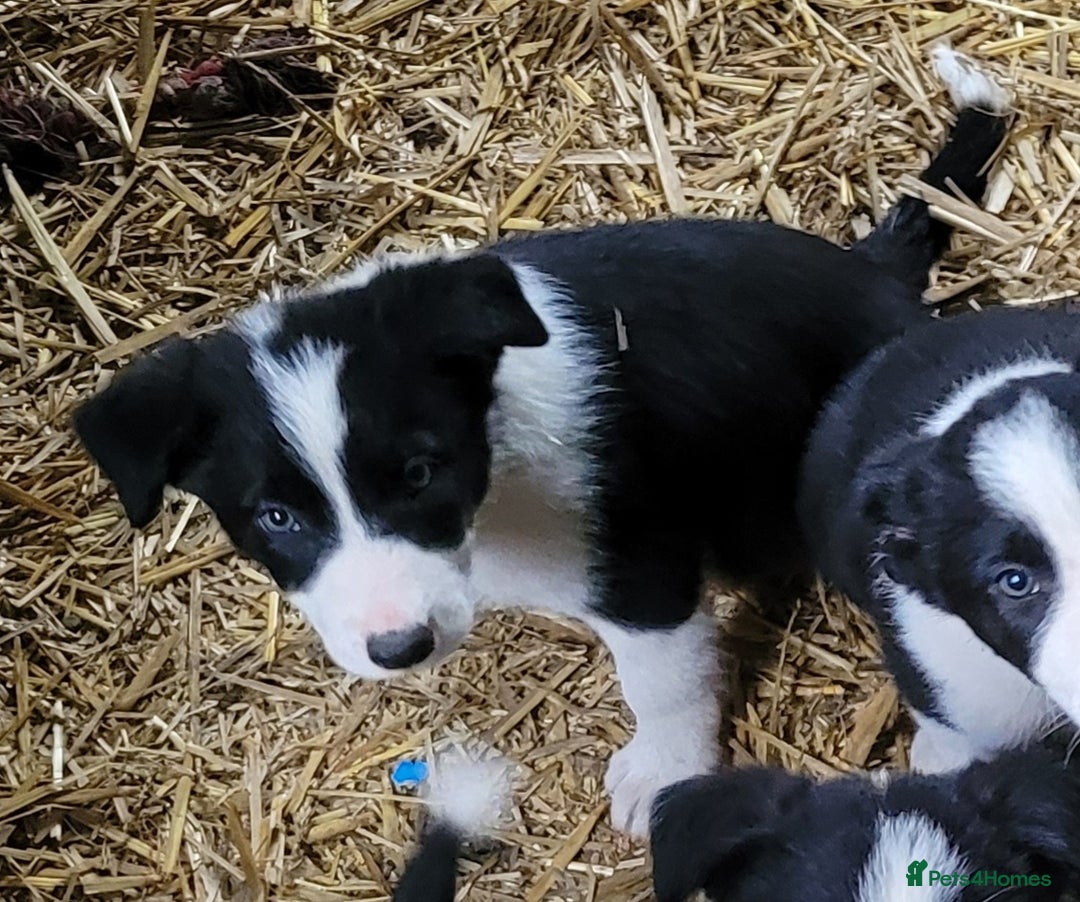 Border Collie dogs for sale: collie pups for working homes - Advert 11
