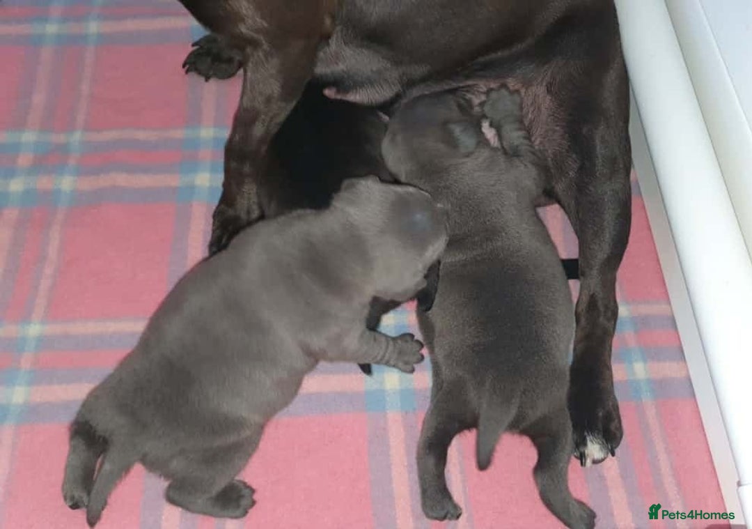 Staffordshire Bull Terrier dogs for sale: Top quality blueish staffs pups for sale - Image 6