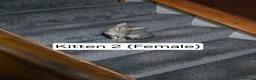 Domestic Shorthair cats for sale: 5 beautiful tabby kittens for Sale!!! - Advert 4