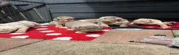 English Bulldog dogs for sale: British bull dog puppy’s  - Advert 27