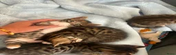 Bengal cats for sale: Bengal kittens for sale  - Advert 5