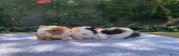 Guinea Pig rodents for sale: Teddy, Abyssinian and longhaired guinea pig pups - Advert 4