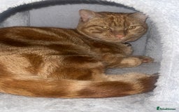 American Shorthair cats for sale: Male Ginger cat - Image 3