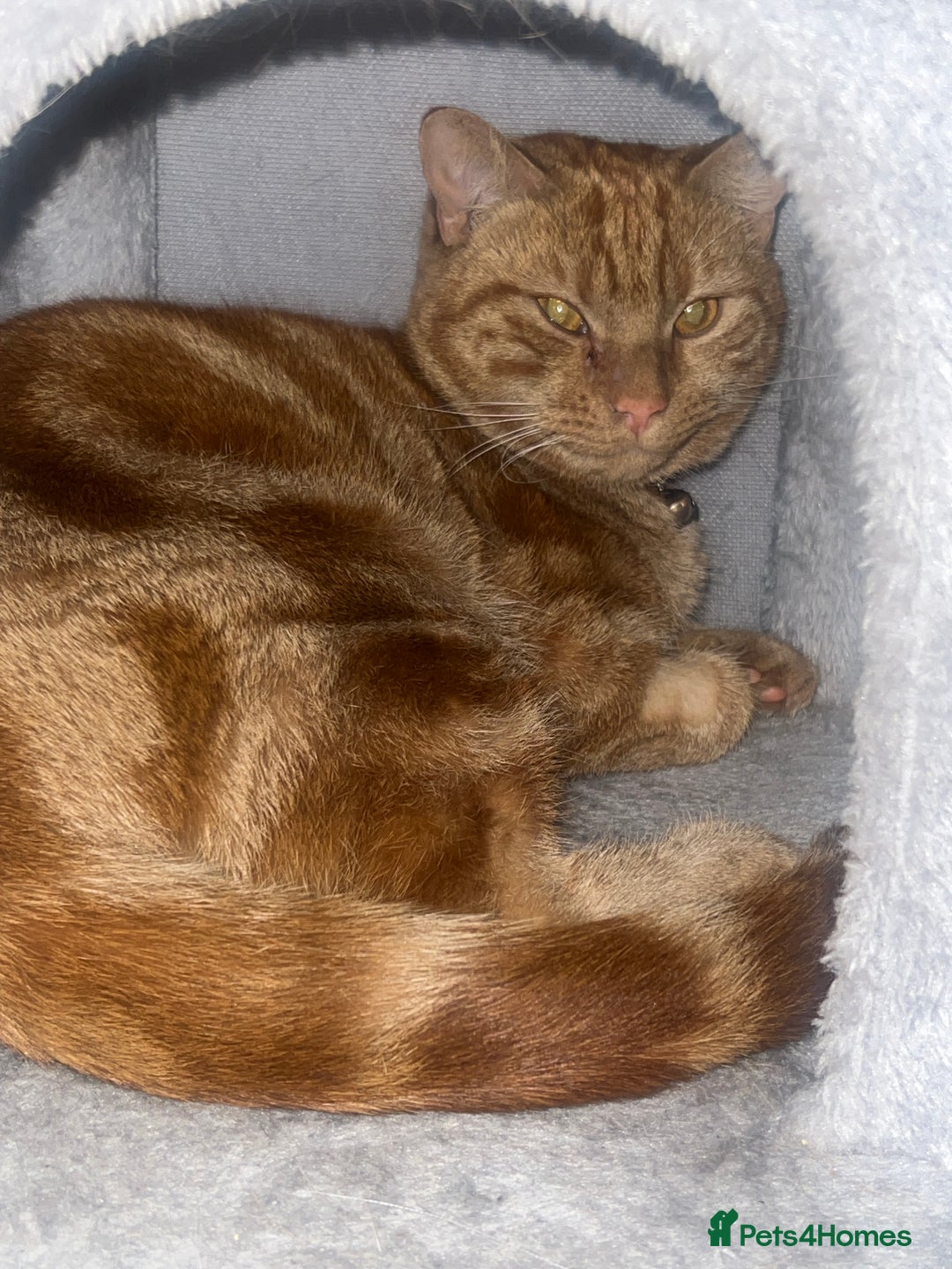 American Shorthair cats for sale: Male Ginger cat - Image 3