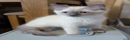 Ragdoll cats for sale: Purebred ragdoll brothers 🩵🩵🩵 - Advert 10
