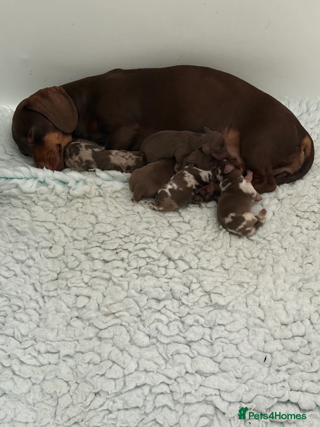 Miniature Dachshund dogs for sale: ⭐ Full Pedigree KC Registered Miniature Daschunds in Farnborough - Advert 2