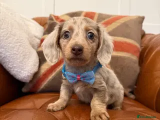 Miniature Dachshund dogs Stunning Pups 5 ⭐ Star Licensed 5 ⭐ Reviews! - Advert 8